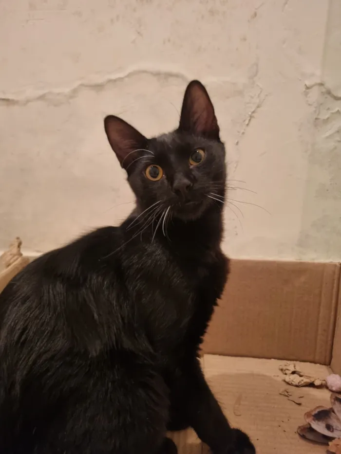 Gato raça SRD-ViraLata idade 7 a 11 meses nome Abacate