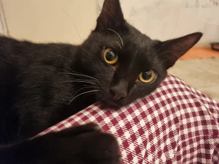 Gato raça SRD-ViraLata idade 7 a 11 meses nome Abacate