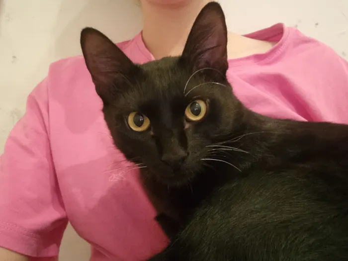 Gato raça SRD-ViraLata idade 7 a 11 meses nome Abacate