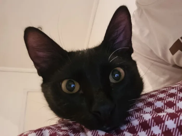 Gato raça SRD-ViraLata idade 7 a 11 meses nome Abacate