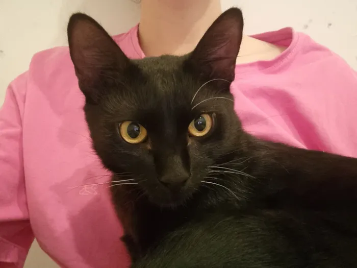 Gato raça SRD-ViraLata idade 7 a 11 meses nome Abacate