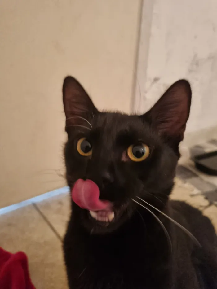 Gato raça SRD-ViraLata idade 7 a 11 meses nome Abacate