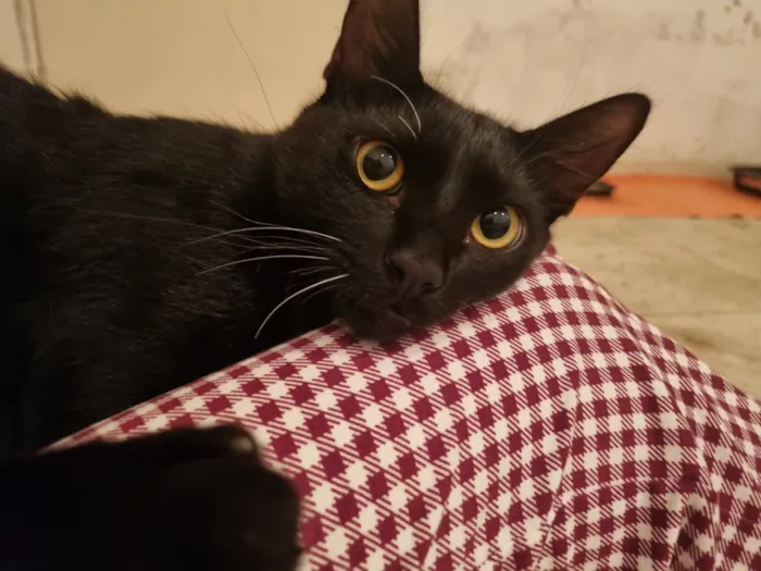 Gato raça SRD-ViraLata idade 7 a 11 meses nome Abacate