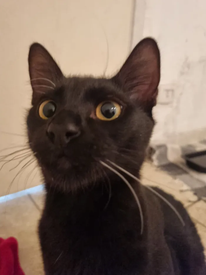 Gato raça SRD-ViraLata idade 7 a 11 meses nome Abacate