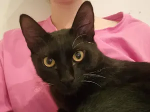 Gato raça SRD-ViraLata idade 7 a 11 meses nome Abacate