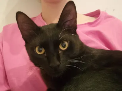 Gato raça SRD-ViraLata idade 7 a 11 meses nome Abacate