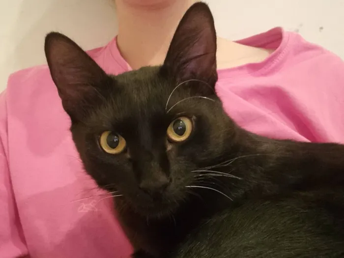 Gato raça SRD-ViraLata idade 7 a 11 meses nome Abacate