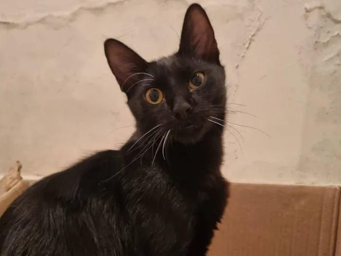Gato raça SRD-ViraLata idade 7 a 11 meses nome Abacate