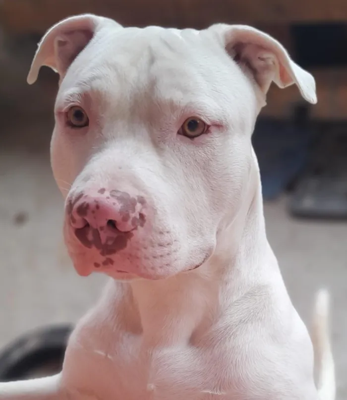 Cachorro raça Pit-Bull idade 1 ano nome Thor