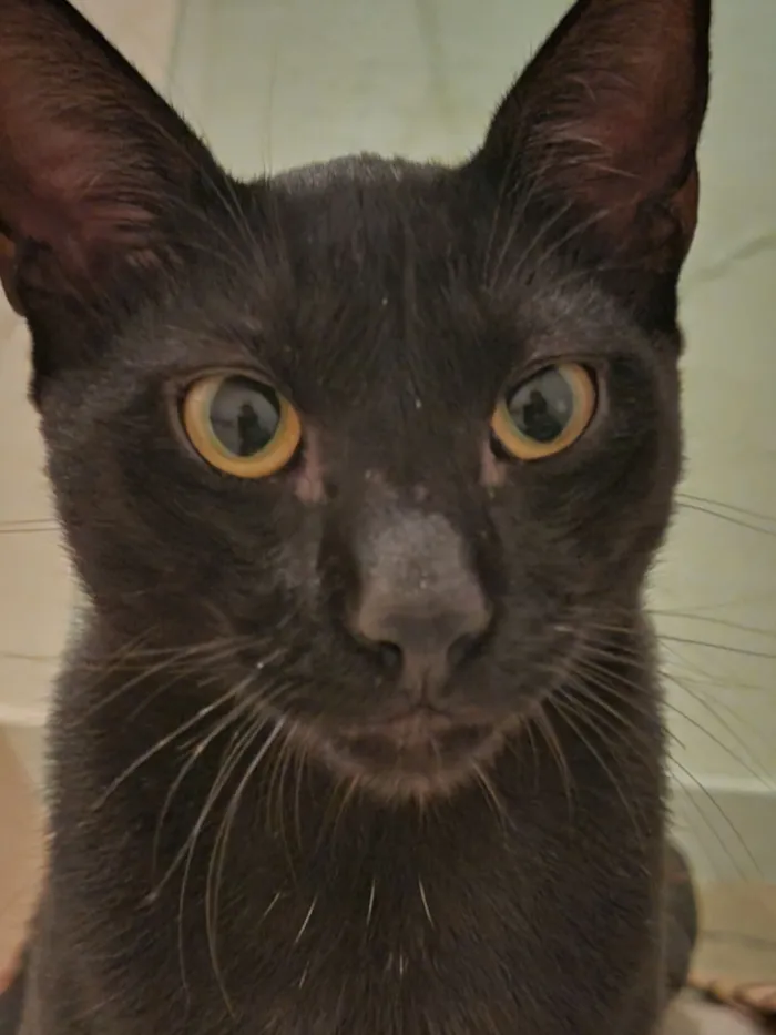 Gato raça SRD-ViraLata idade 7 a 11 meses nome Caju e Abacate 