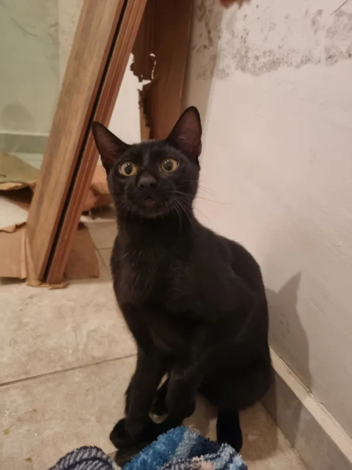 Gato raça SRD-ViraLata idade 7 a 11 meses nome Caju e Abacate 