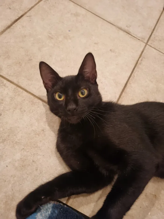 Gato raça SRD-ViraLata idade 7 a 11 meses nome Caju e Abacate 