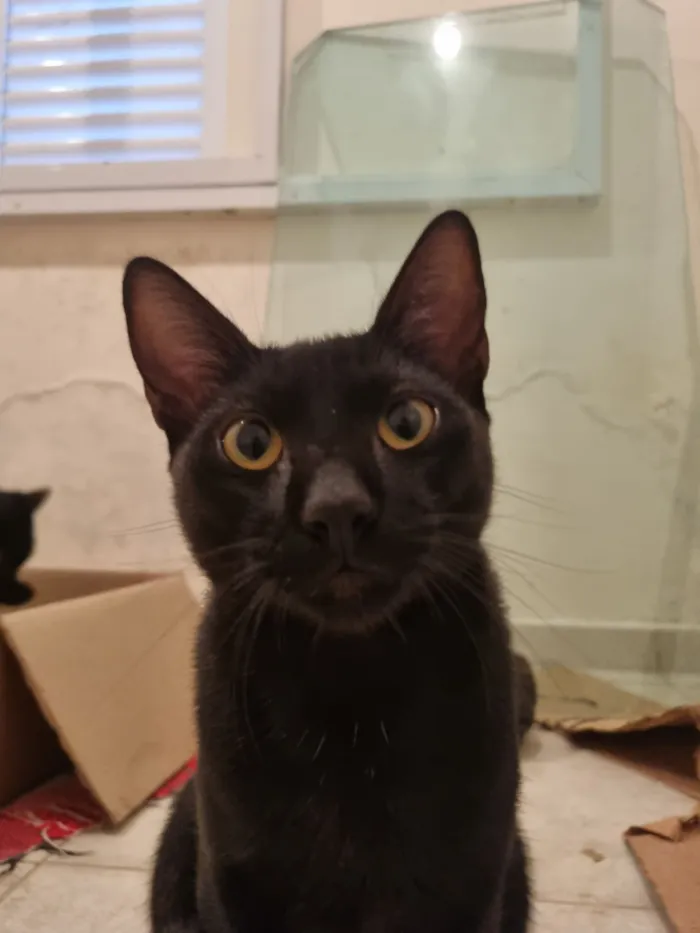 Gato raça SRD-ViraLata idade 7 a 11 meses nome Caju e Abacate 