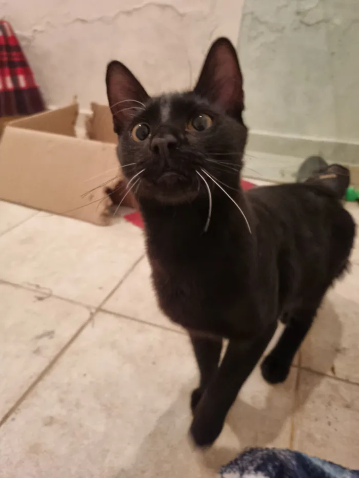 Gato raça SRD-ViraLata idade 7 a 11 meses nome Caju e Abacate 