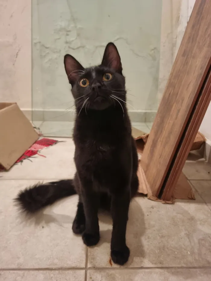 Gato raça SRD-ViraLata idade 7 a 11 meses nome Caju e Abacate 