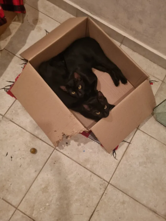 Gato raça SRD-ViraLata idade 7 a 11 meses nome Caju e Abacate 