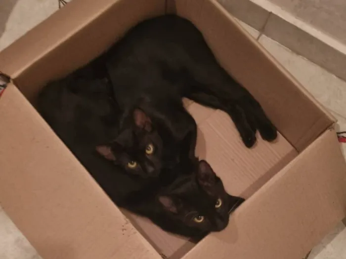 Gato raça SRD-ViraLata idade 7 a 11 meses nome Caju e Abacate 