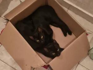 Gato raça SRD-ViraLata idade 7 a 11 meses nome Caju e Abacate 