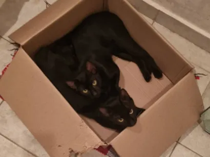 Gato raça SRD-ViraLata idade 7 a 11 meses nome Caju e Abacate 