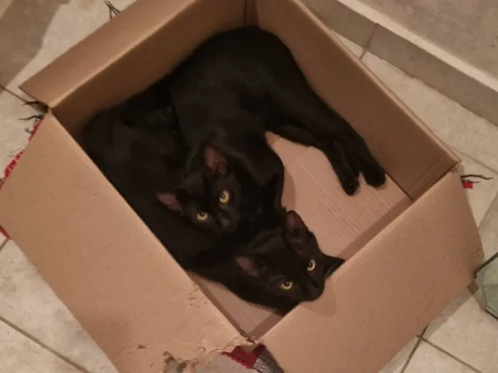 Gato raça SRD-ViraLata idade 7 a 11 meses nome Caju e Abacate 