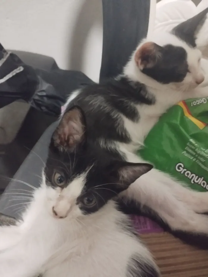 Gato raça SRD-ViraLata idade 7 a 11 meses nome sem nome