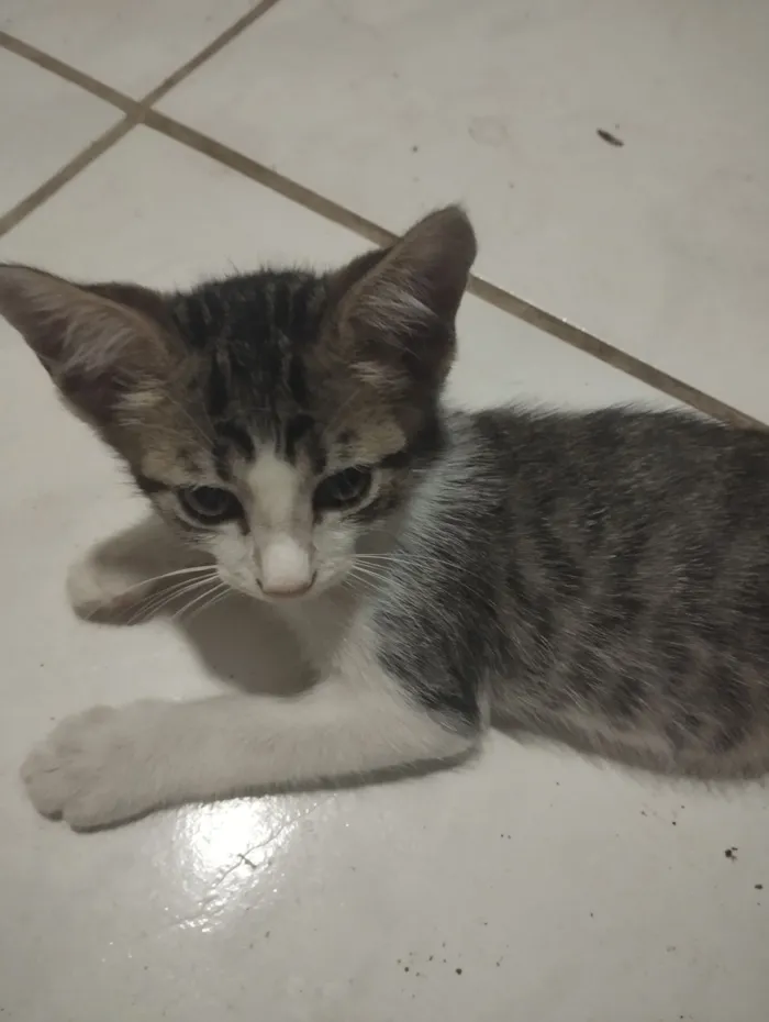 Gato raça SRD-ViraLata idade 7 a 11 meses nome sem nome