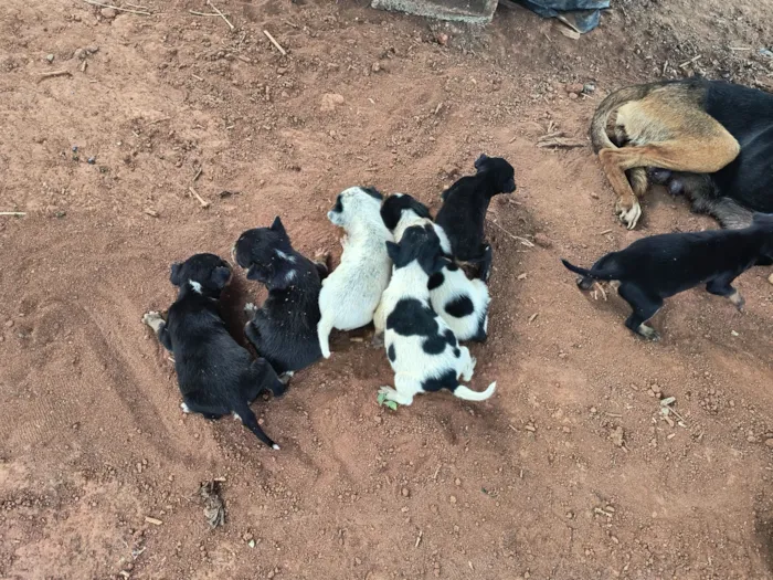 Cachorro raça SRD-ViraLata idade Abaixo de 2 meses nome Ninhada para doação 