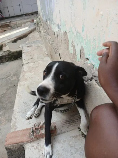 Cachorro raça SRD-ViraLata idade 6 ou mais anos nome Tô 