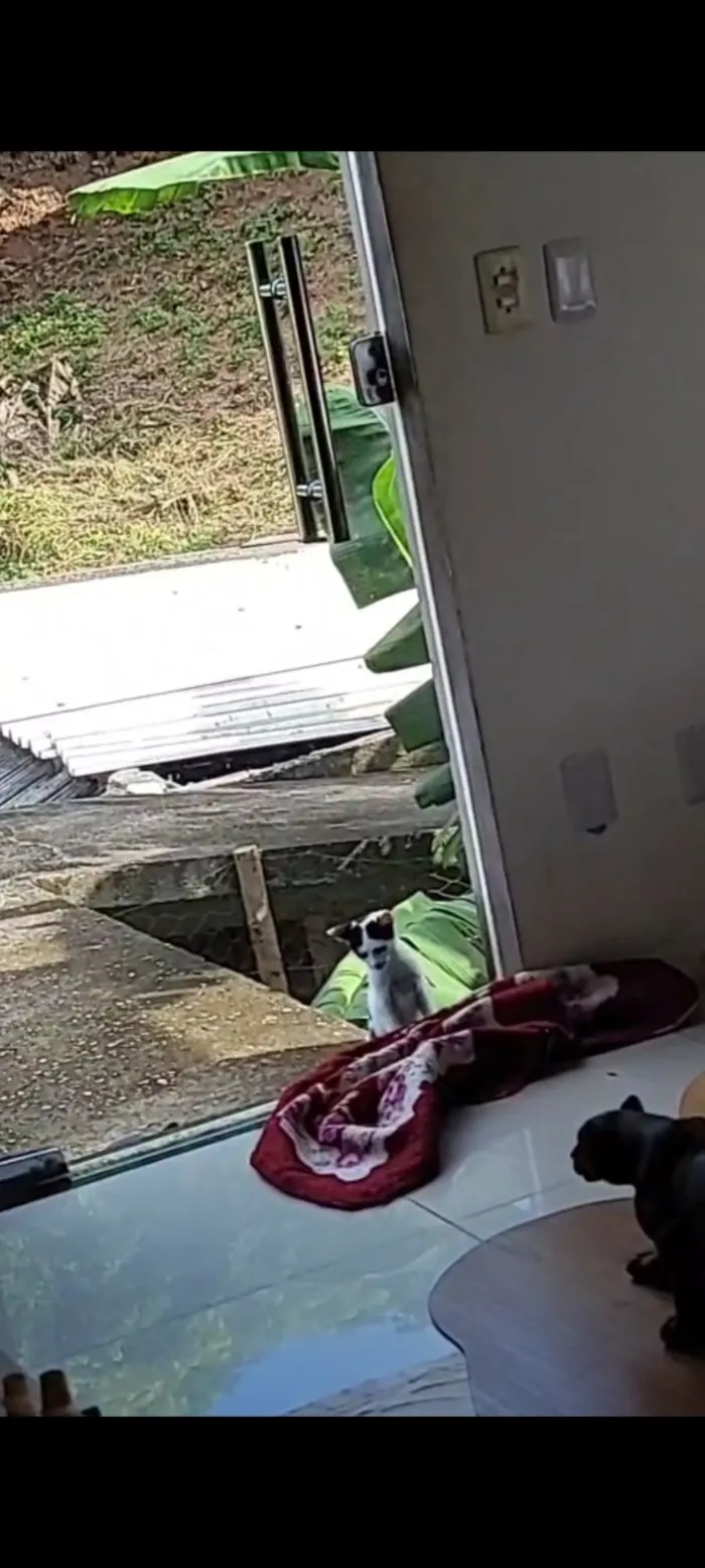 Gato raça SRD-ViraLata idade 2 a 6 meses nome floquinha