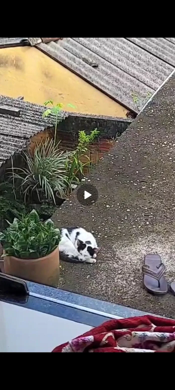 Gato raça SRD-ViraLata idade 2 a 6 meses nome floquinha