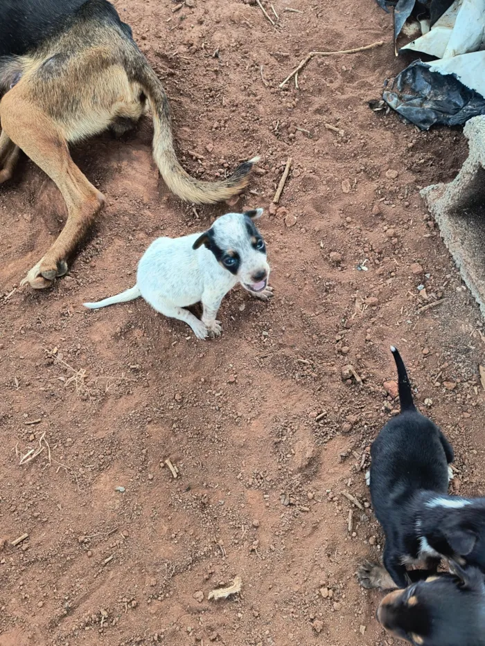 Cachorro raça SRD-ViraLata idade Abaixo de 2 meses nome Ninhada para doação 
