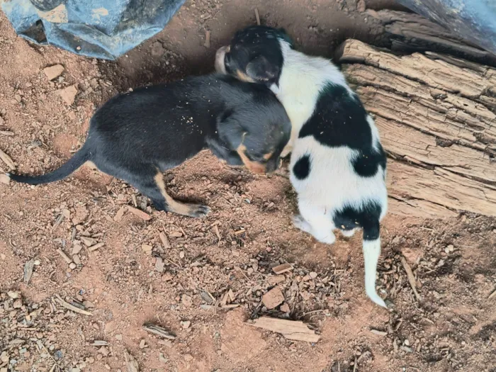 Cachorro raça SRD-ViraLata idade Abaixo de 2 meses nome Ninhada para doação 