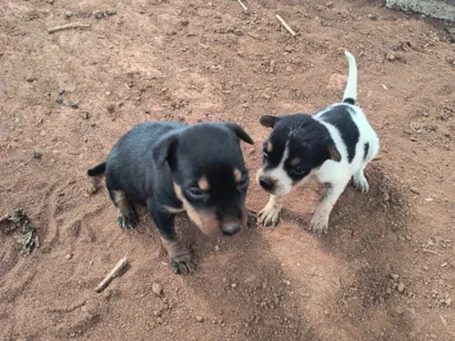 Cachorro raça SRD-ViraLata idade Abaixo de 2 meses nome Ninhada para doação 