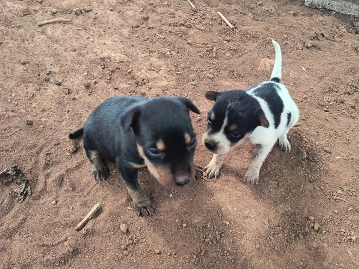 Cachorro raça SRD-ViraLata idade Abaixo de 2 meses nome Ninhada para doação 
