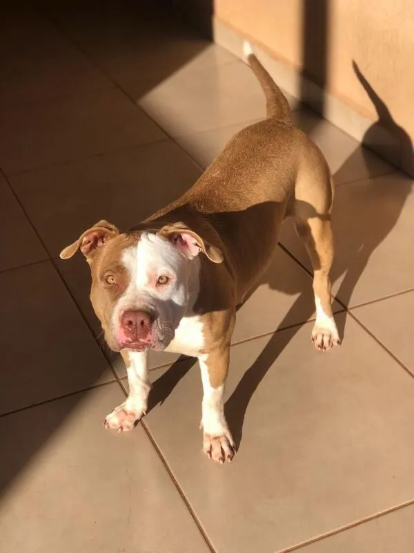 Cachorro raça Pit-Bull idade 4 anos nome Maia