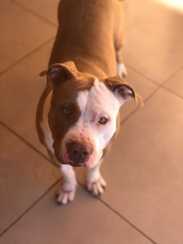 Cachorro raça Pit-Bull idade 4 anos nome Maia