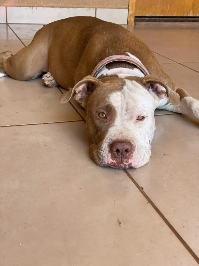Cachorro raça Pit-Bull idade 4 anos nome Maia