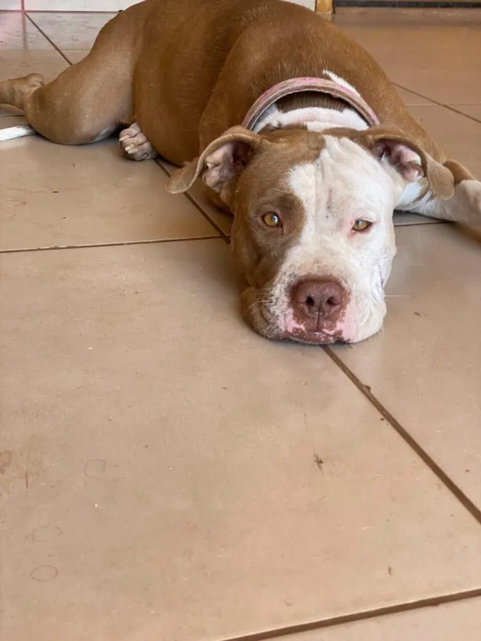 Cachorro raça Pit-Bull idade 4 anos nome Maia