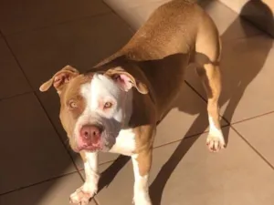 Cachorro raça Pit-Bull idade 4 anos nome Maia
