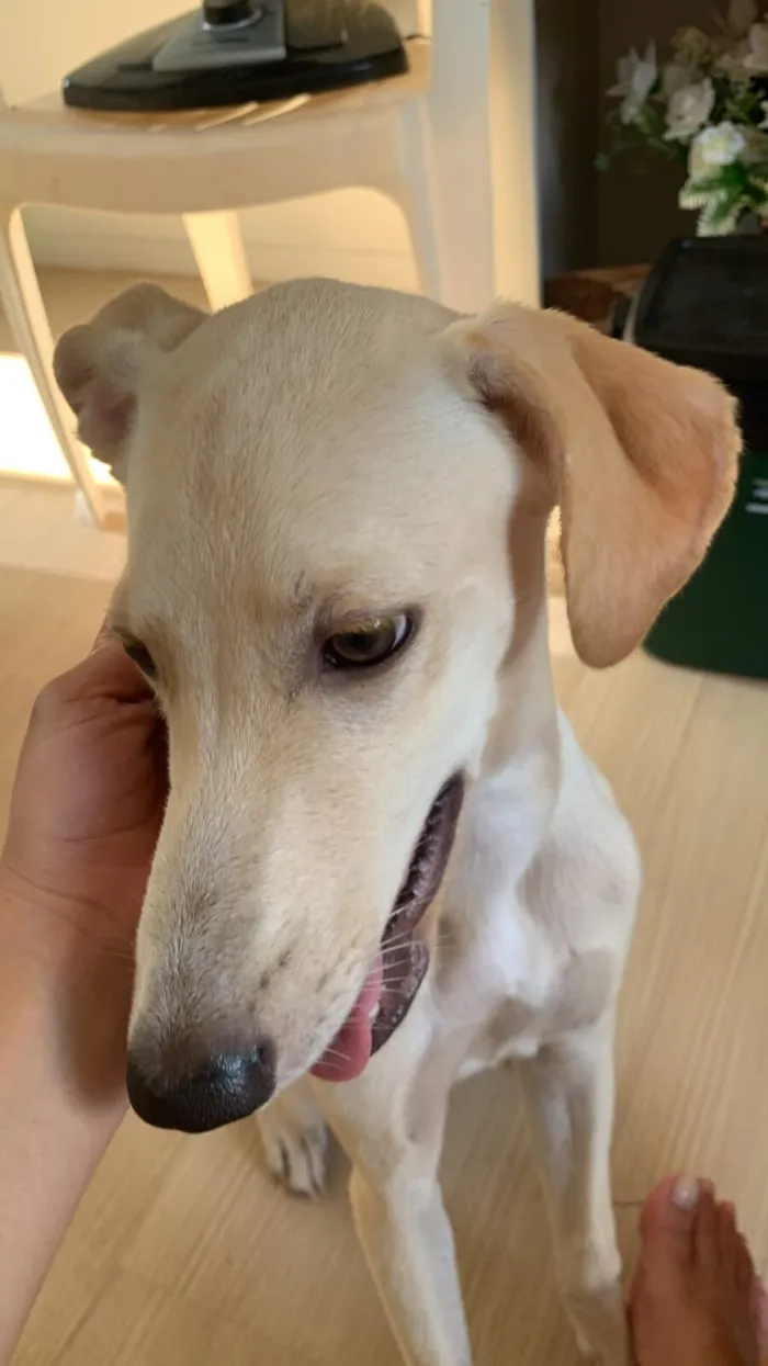 Cachorro raça SRD-ViraLata idade 1 ano nome Ney