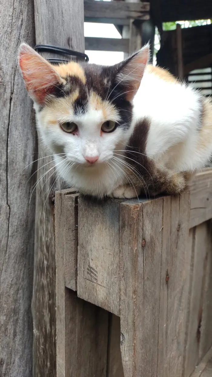 Gato raça SRD-ViraLata idade 2 a 6 meses nome mel