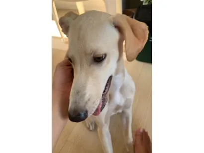 Cachorro raça SRD-ViraLata idade 1 ano nome Ney