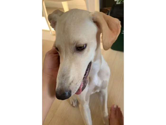 Cachorro raça SRD-ViraLata idade 1 ano nome Ney