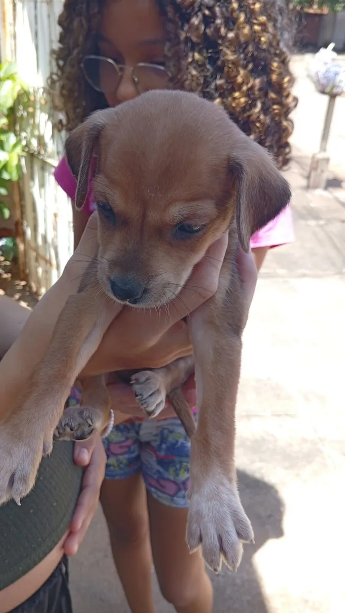 Cachorro raça SRD-ViraLata idade 2 a 6 meses nome paçoca 
