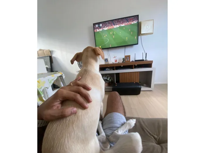 Cachorro raça SRD-ViraLata idade 1 ano nome Ney