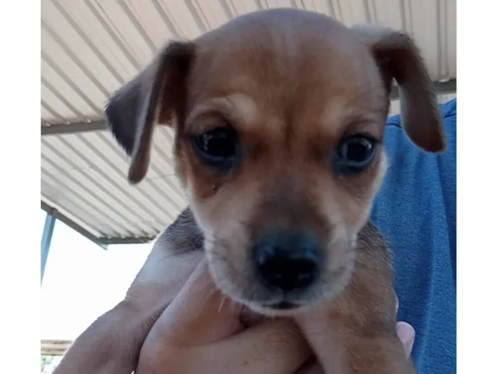 Cachorro raça SRD-ViraLata idade 2 a 6 meses nome paçoca 