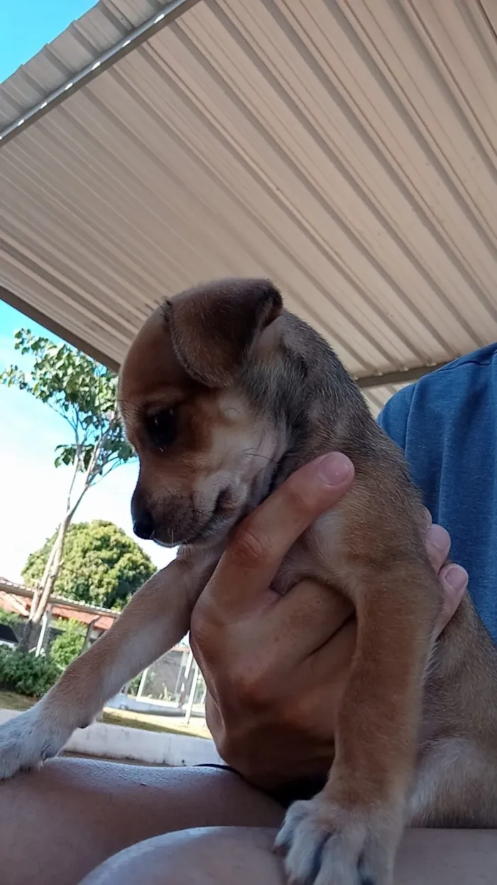 Cachorro raça SRD-ViraLata idade 2 a 6 meses nome paçoca 