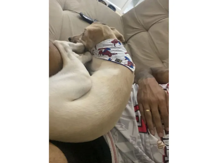 Cachorro raça SRD-ViraLata idade 1 ano nome Ney
