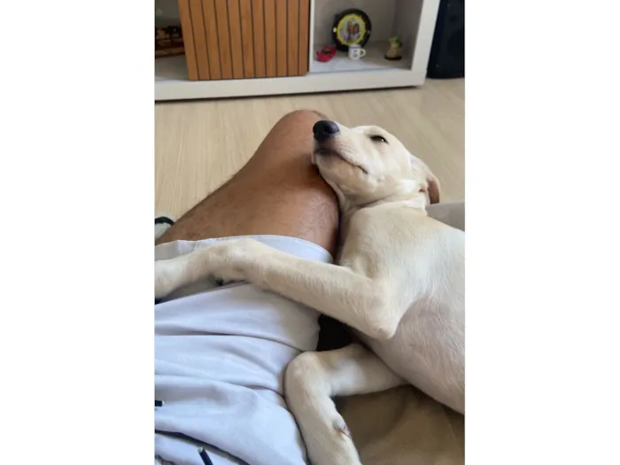 Cachorro raça SRD-ViraLata idade 1 ano nome Ney