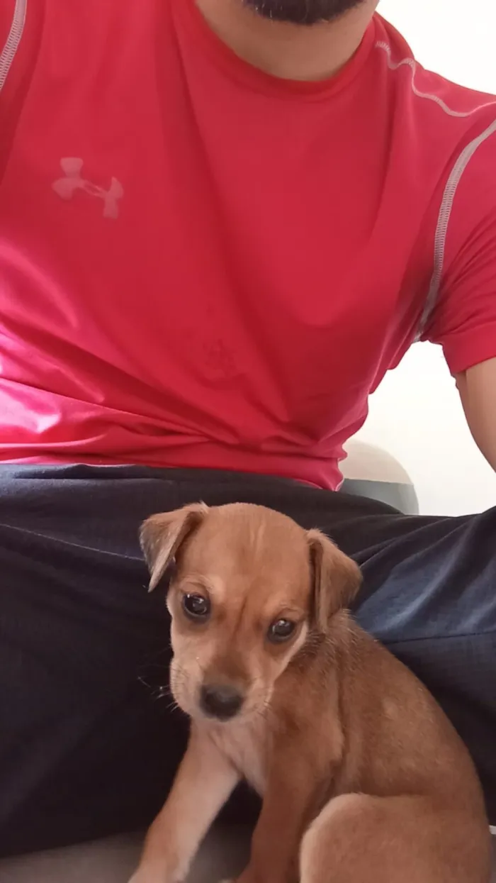 Cachorro raça SRD-ViraLata idade 2 a 6 meses nome paçoca 